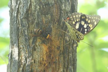 オオムラサキ対スズメバチ