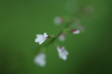 マクロ100mmでN公園の花を