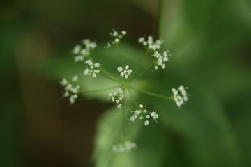 マクロ100mmでN公園の花を