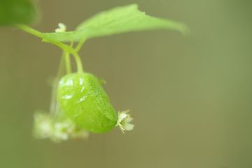 マクロ100mmでN公園の花を