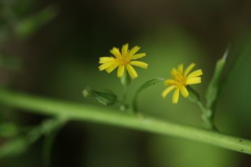 マクロ100mmでN公園の花を