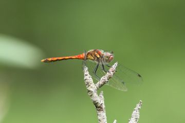 ナツアカネ真っ赤っか