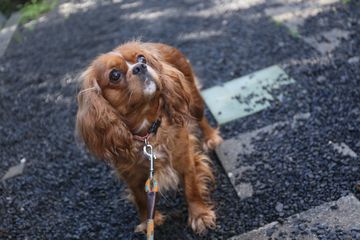 見上げる犬