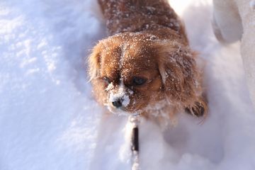 Delilah　トム・ジョーンズ