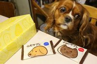 小犬と小ねこのサブレ