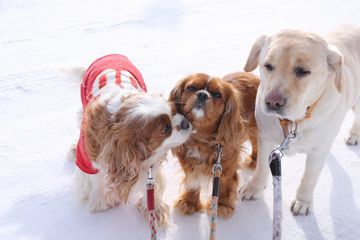 エゾリス定期観察2016年2月