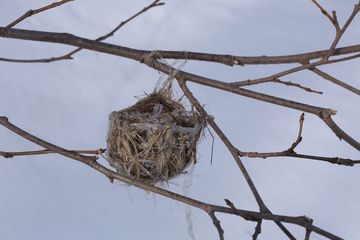 鳥の古巣を見つけた