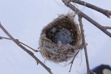 鳥の古巣を見つけた