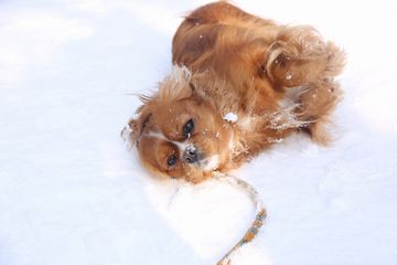 マーサが雪に体をこする