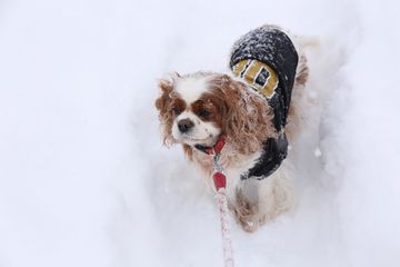 マーサが雪に体をこする