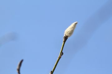 凍った雪山の森歩きを楽しむ