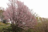 今年は桜満開の日にここにいられた
