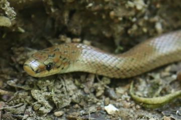 また蛇、今度はジムグリ（閲覧注意）