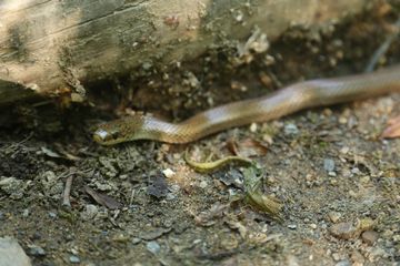 また蛇、今度はジムグリ（閲覧注意）