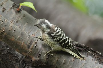 コゲラの大人になりかけ