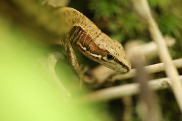 カナヘビに睨まれた