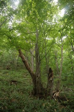 円山に登った　第1回2016年10月3日