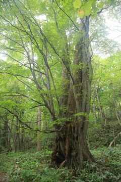 円山に登った　第1回2016年10月3日