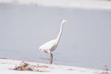 ダイサギタイム