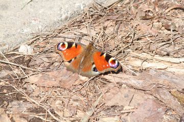 今年初蝶クジャクチョウ