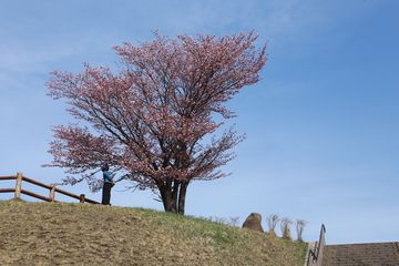 A公園展望台一本桜の1週間