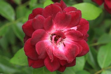 「ディスタント・ドラムス」　薔薇が咲いた