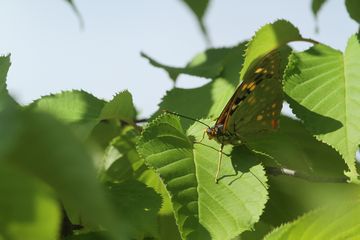 2015年7月の青空