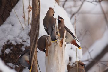 野鳥写真2014