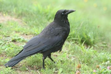 8月の鳥残し