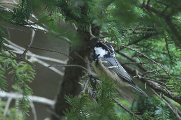 8月の鳥残し