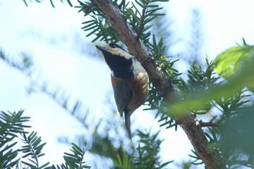 2015年9月の鳥残し