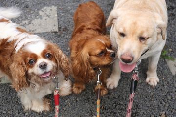 8月の鳥残し