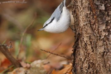 2016年11月の鳥残し