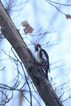 2016年11月の鳥残し