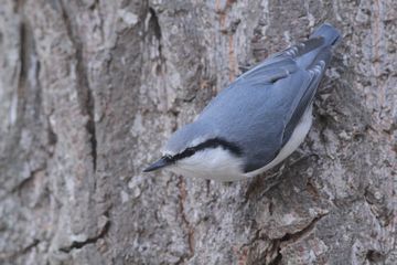 2016年11月の鳥残し