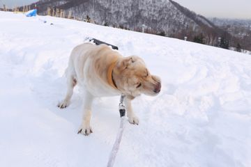 犬たちの「ぶるぶる写真」2016年4月