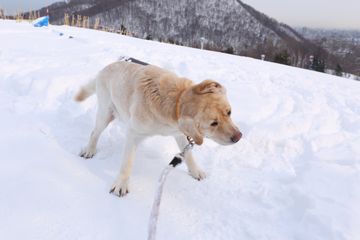 犬たちの「ぶるぶる写真」2016年4月