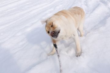 犬たちの「ぶるぶる写真」2016年4月