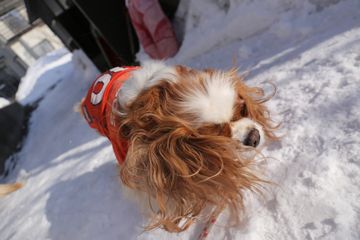 自然と音楽を愛する者 犬たちの ぶるぶる写真 16年4月