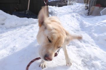 犬たちの「ぶるぶる写真」2016年4月