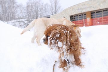 犬たちの「ぶるぶる写真」2016年4月