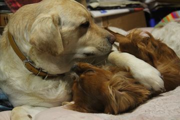 犬たちのけんか遊び、三月の陣