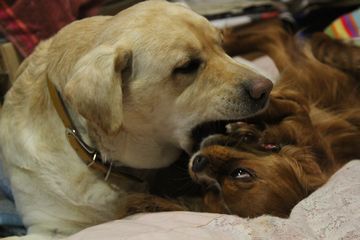 犬たちのけんか遊び、三月の陣