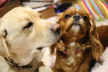 犬たちのけんか遊び、三月の陣