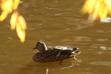 今月二度目のカモ類観察