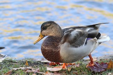 今月二度目のカモ類観察