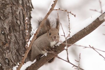 エゾリス定期観察2015年1月