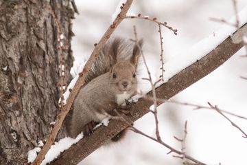 エゾリス定期観察2015年1月