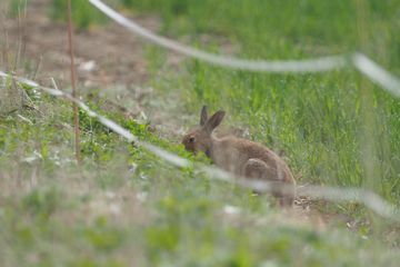 エゾユキウサギとはいっても夏は白くない