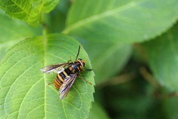 自然と音楽を愛する者 虻蜂撮った